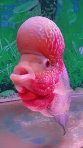 fish with big forehead