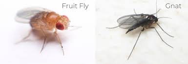 gnats vs fruit flies